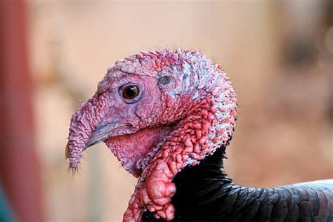 ugly turkey pictures nude